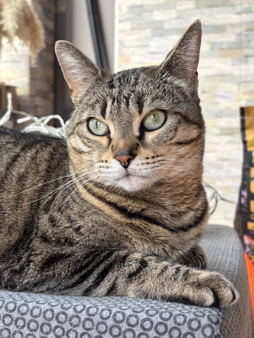 Nala
